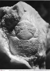 Historisches Foto von Galatheites aiola (Robins, Feldmann, Schweitzer & Bonde, 2016) (NHMW-AFW-GEO-BACHMAYER-FOTO-1990-0041-0700)